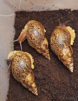 Afričtí šneci Lissachatina reticulata classic dark mláďata