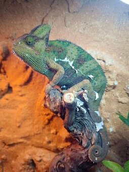 Chameleon jemenský s teráriem