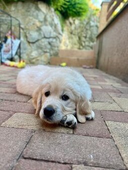 Zlatý retriever - voľná fenka s preukazom pôvodu