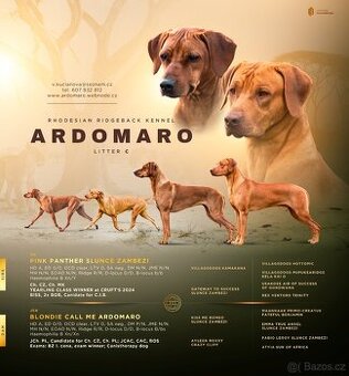 Rhodéský ridgeback - štěňata