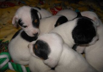 Jack Russell teriér