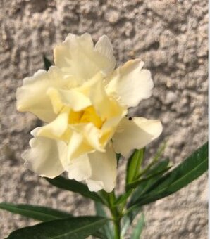 Oleandr plnokvětý žlutý - Yellow Moon