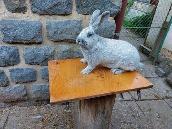 Velký světlý stříbřitý