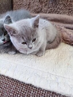 Kočička britská modrá