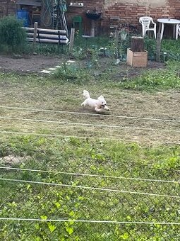 Nabízíme  3 ročního Pejska