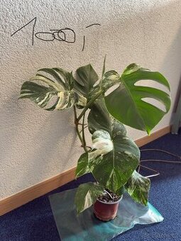 Monstera Albo