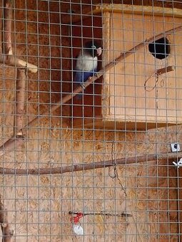 Agapornis škraboškový modrý