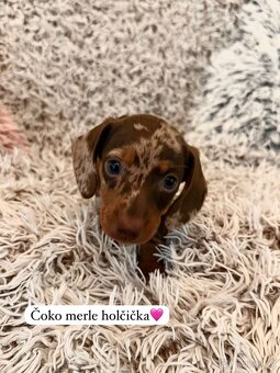 Štěňátka jezevčíka trpasličího-králičího