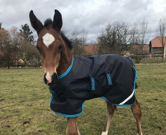 Hříběcí výběhová deka Horseware Amigo Foal Ripstop 50 g-3,6