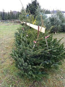 Vánoční stromky jedle smrk stříbrný