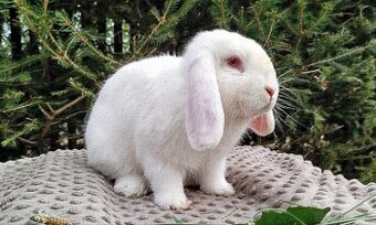 Zakrslý beránek, králíček, králík - WILLIAM