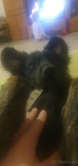 Border Kolie x Hovawart stěně