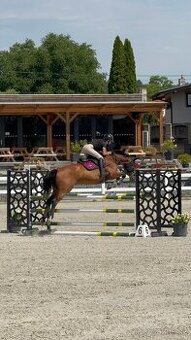 Skvělá kobyla do chovu nebo sportu