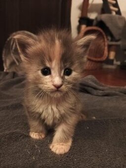 KOŤÁTKA MAINSKÁ MÝVALÍ