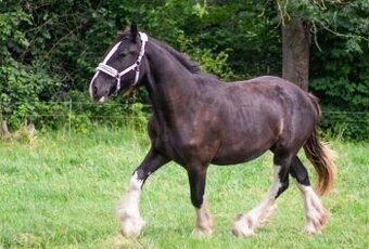 Shire horse klisna