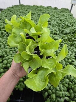 🥬 PRODEJ SAZENIC SALÁTŮ A KEDLUBEN 🥬