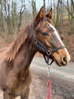 Roční hřebeček 1/2 APH