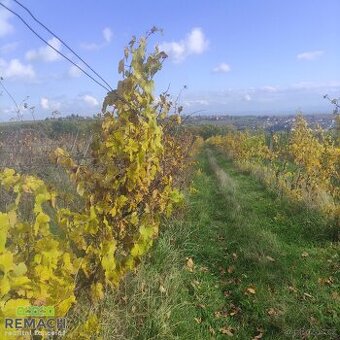 Prodej sadu / vinice 4 846 m², Ořechov, ev.č. 03360