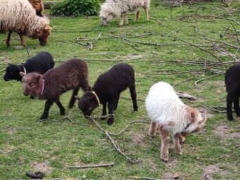 Ouessantská ovce s POP