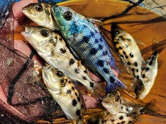 Malawi ... Fossorochromis rostratus vel. 9-12cm