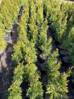 Thuja Smaragd (thuje, túje)