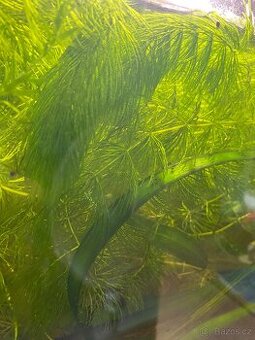 Akvarijne rostliny