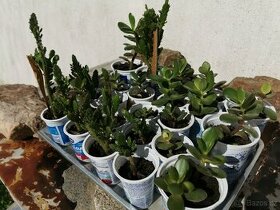 Sukulenty. kaktusy, tlustice, sansevierie, pokojové rostliny