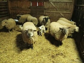 Prodám stádo ovcí