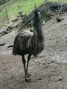 Prodám emu