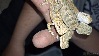 Agama