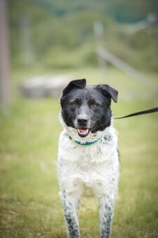 Bob - kříženec střední velkosti, opatrný kluk, 5 let - 1