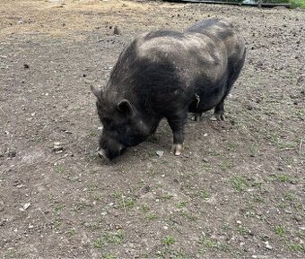 Götingenský kanec- možná výměna za kozlíky