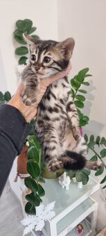 Bengalská kočka bez pp - 1