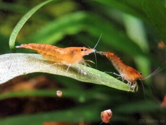 Neocaridina akvarijní krevetky
