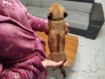 RHODESKY RIDGEBACK