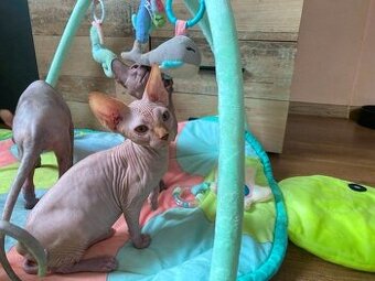 Kocourek kanadský sphynx bez PP