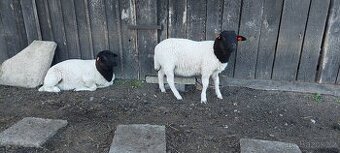 Dorper poslední letošní čistokrevný beránek, SLEVA