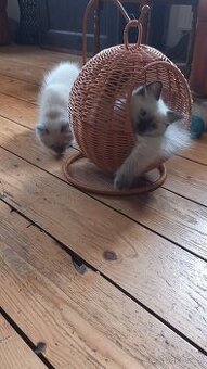 Ragdoll koťata