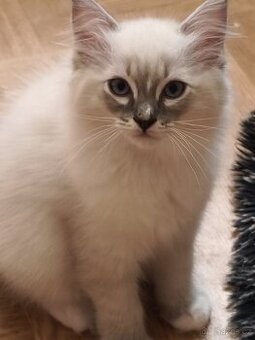 Ragdoll kocourek bez PP