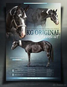 Připouštění APH Black Overo hřebcem