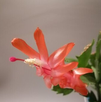 Schlumbergera - Vánoční kaktus: Christa (řízek)