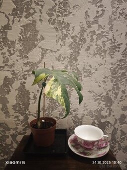 Monstera deliciosa aurea marmorata PRODÁNO