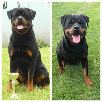 Rottweiler– šteniatka s PP na predaj (odber od 22. nov)