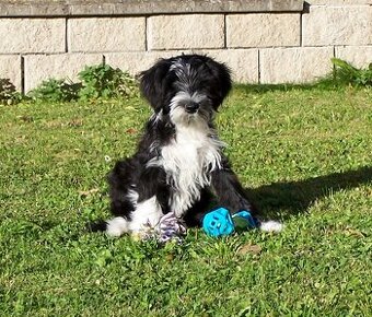 Tibetský teriér s PP