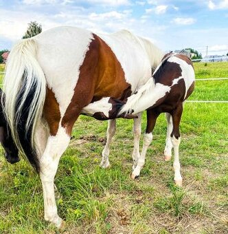 APH hřebeček s Andělem na hlavě