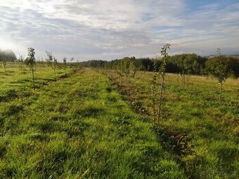 OVOCNY bio SAD - HLEDAM KDO CHCE VYPASAT