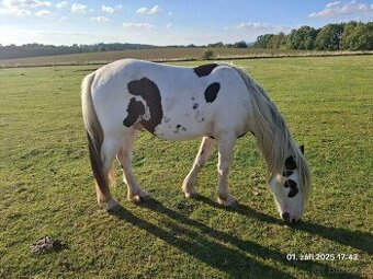Krásný strakatý koník vhodný i k dětem