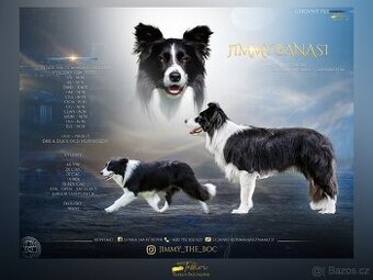 krycí pes s pp Border kolie