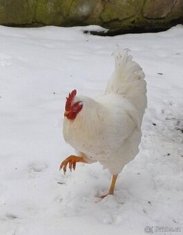 Kohouti - Plymutka bílá velká - prodám, vyměním, koupím - 1