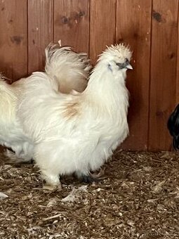 Hedvábnička bílá